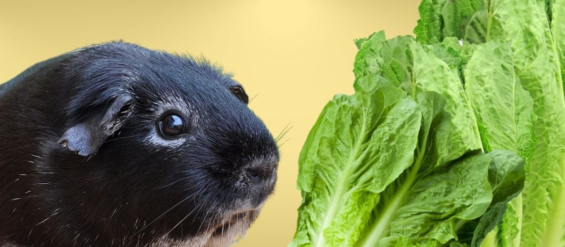 Can Guinea pigs Eat romaine lettuce?