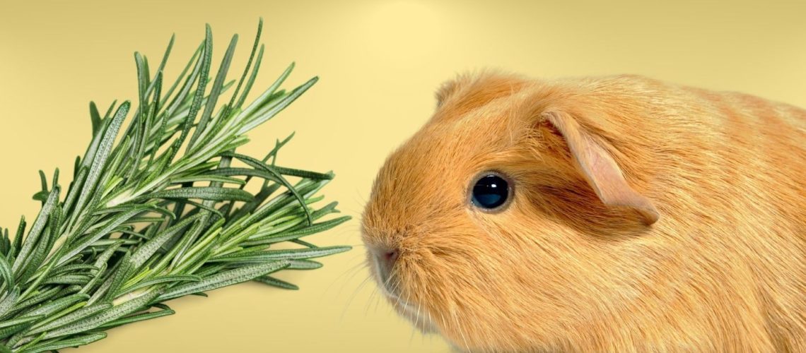 Can Guinea pigs Eat rosemary?