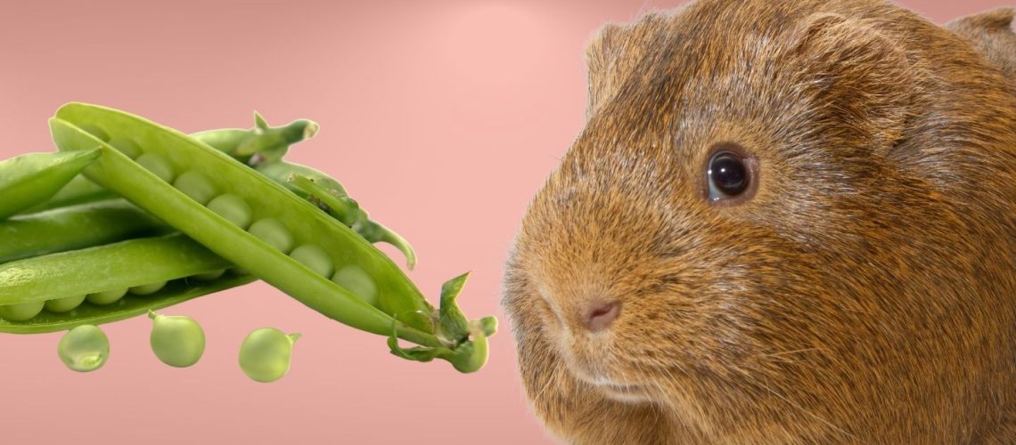 Can Guinea pigs Eat snap peas?