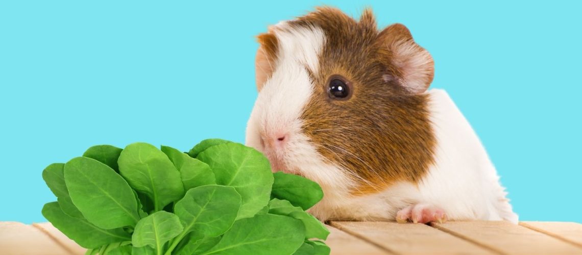 Can Guinea pigs Eat spinach?