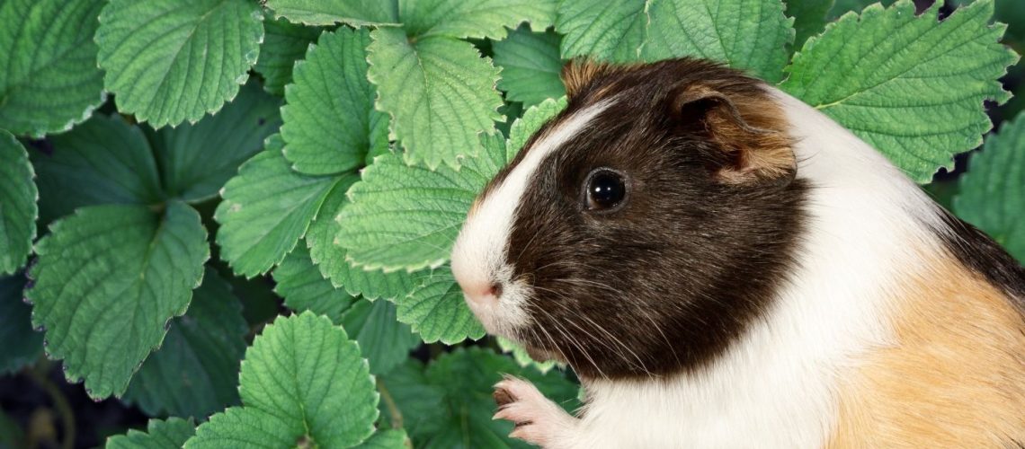Can Guinea pigs Eat strawberry leaves?