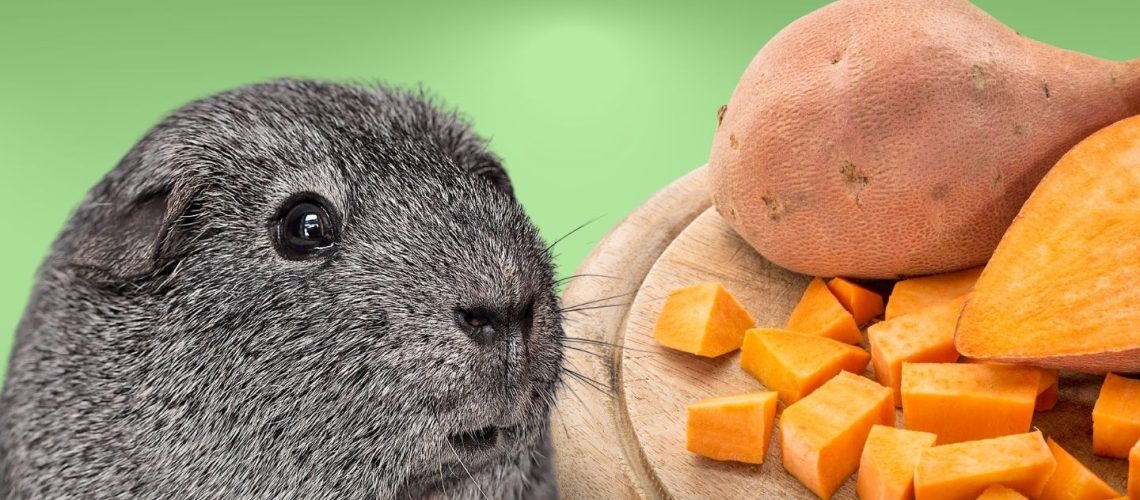 Can Guinea pigs Eat sweet potatoes?