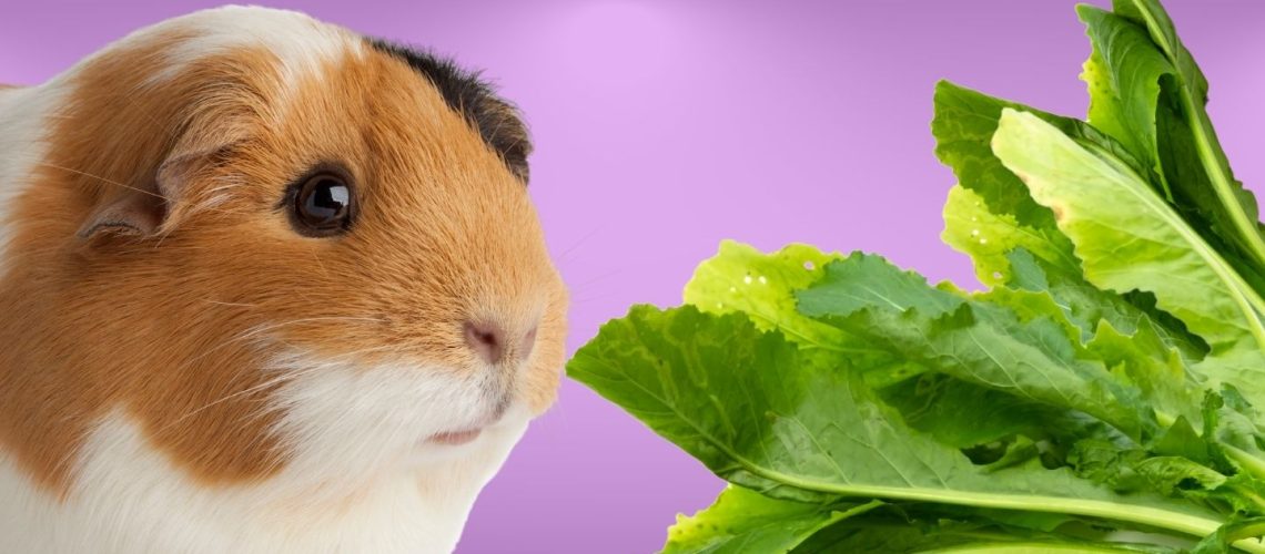 Can Guinea pigs Eat turnip greens?