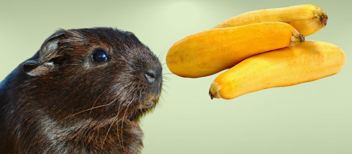 Can Guinea pigs Eat yellow squash?