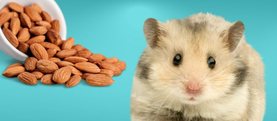 Can Hamsters Eat almonds?