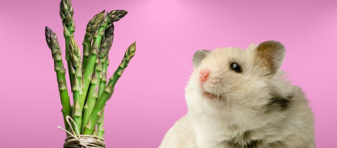 Can Hamsters Eat asparagus?