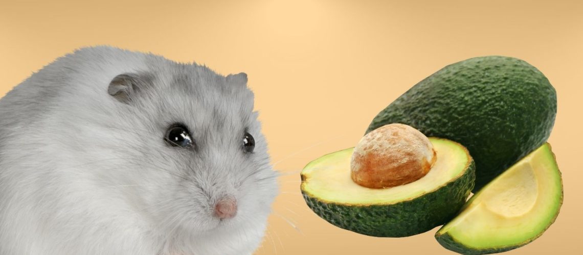 Can Hamsters Eat avocado?