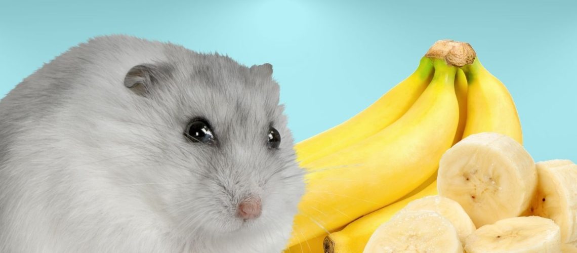Can Hamsters Eat bananas?