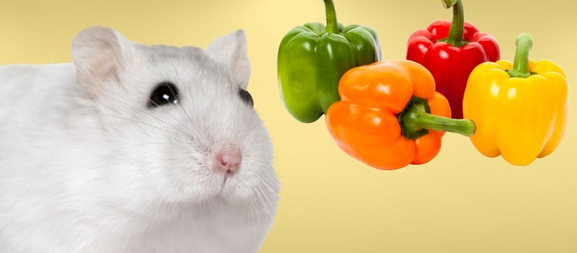 Can Hamsters Eat bell pepper?