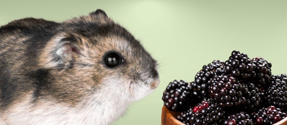 Can Hamsters Eat blackberries?