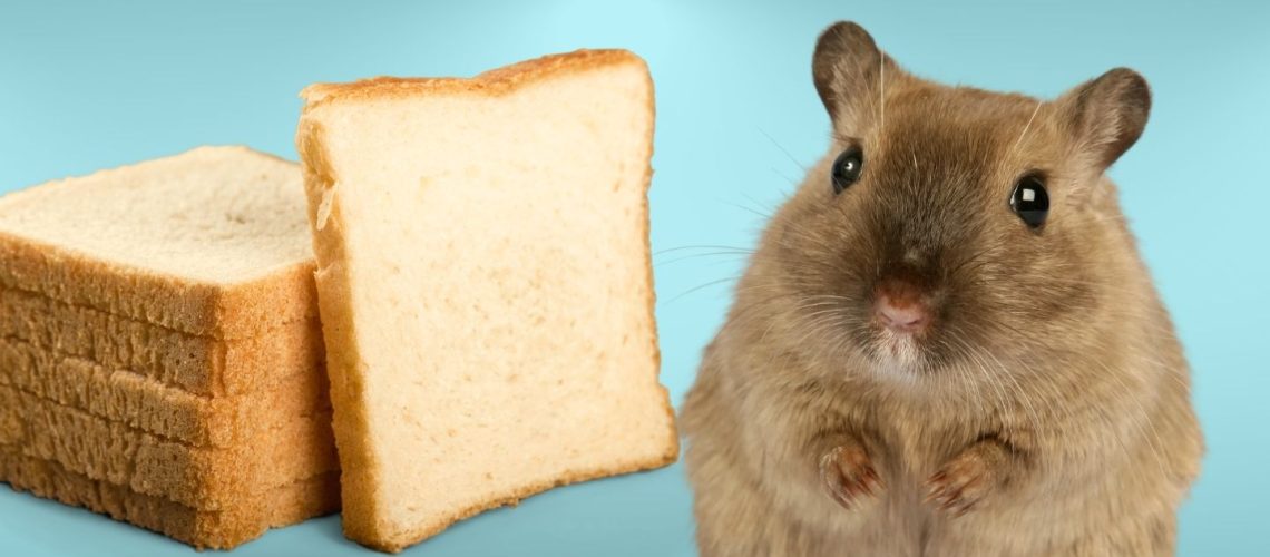 Can Hamsters Eat bread?