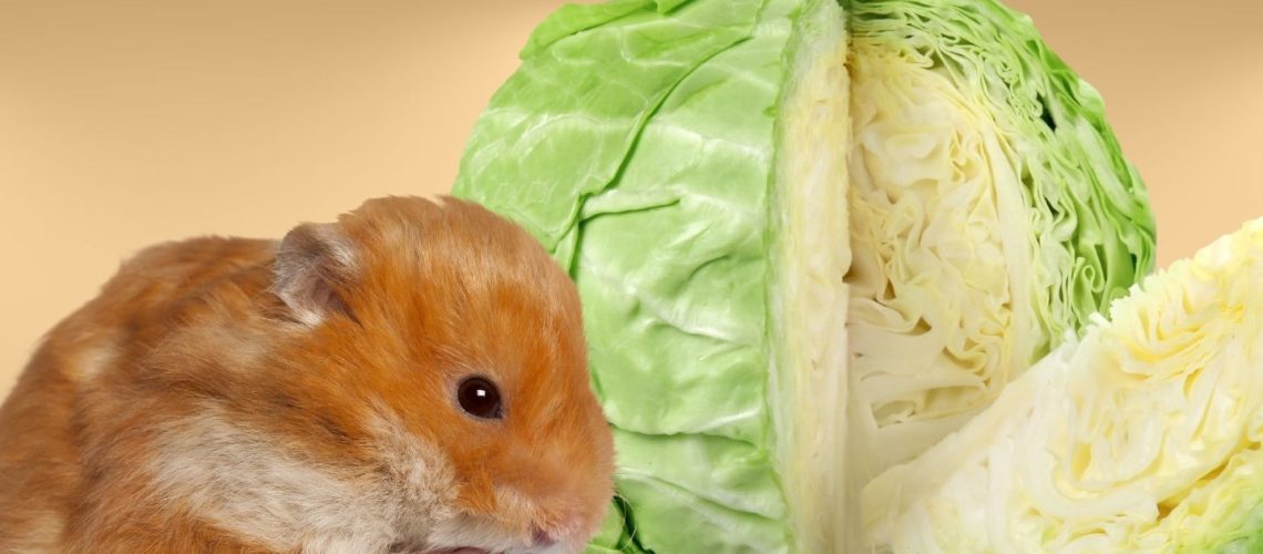 Can Hamsters Eat cabbage?