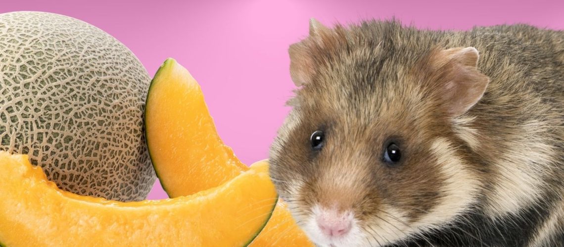 Can Hamsters Eat Cantaloupe? Safe Treats for Your Pet