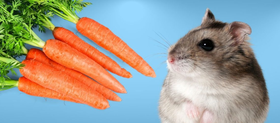 Can Hamsters Eat carrots?