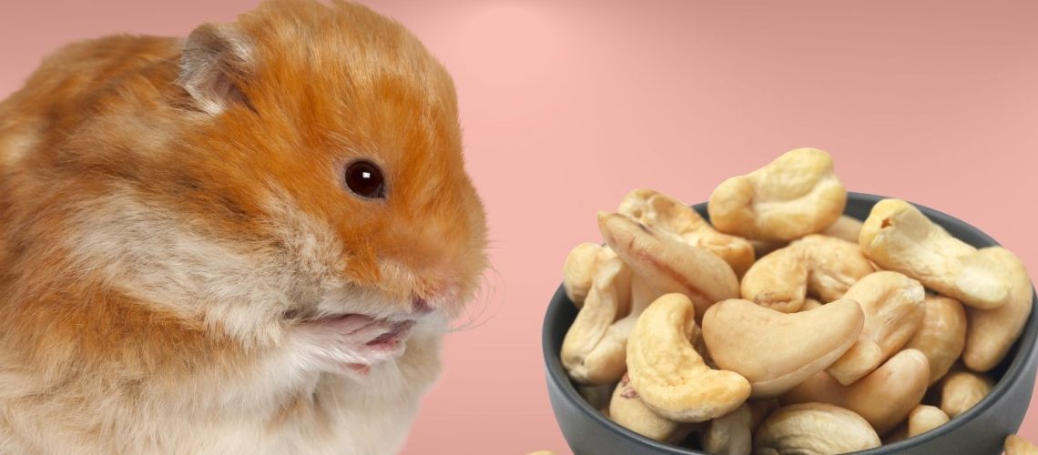 Can Hamsters Eat cashews?