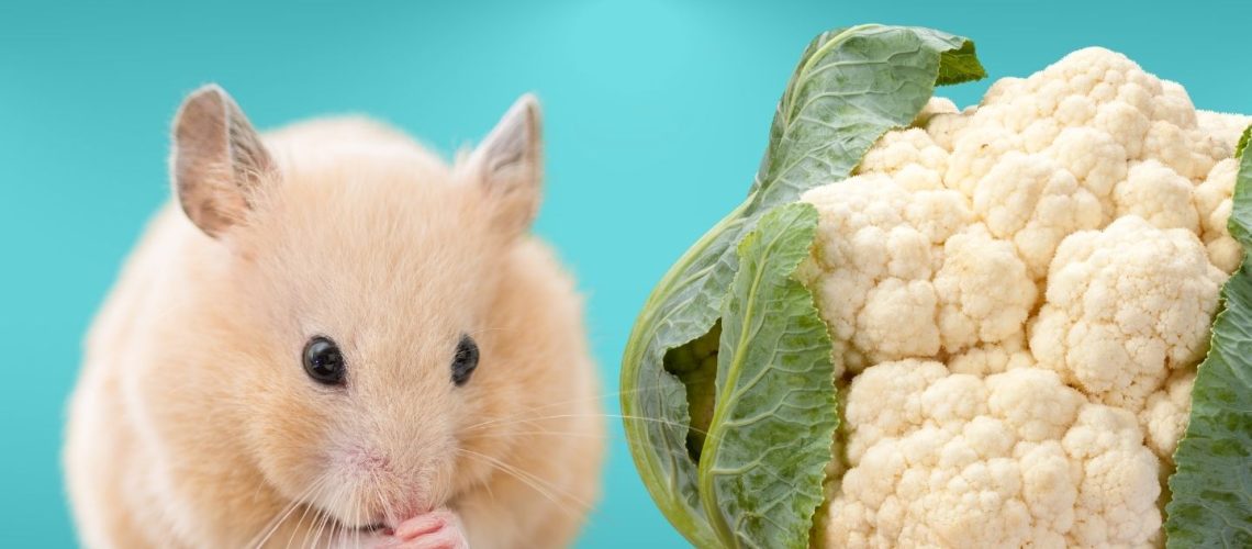 Can Hamsters Eat cauliflower?