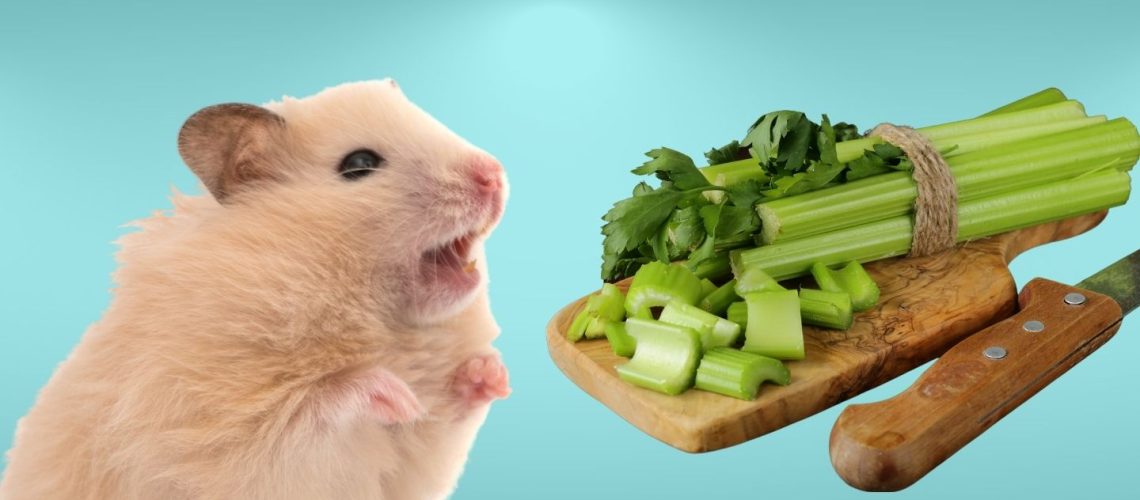 Can Hamsters Eat celery?