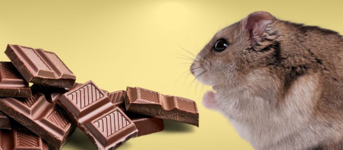 Can Hamsters Eat chocolate?