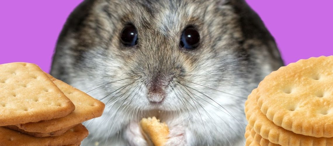 Can Hamsters Eat crackers?
