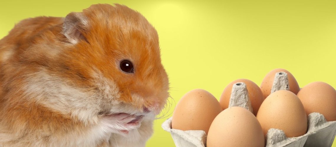 Can Hamsters Eat eggs?
