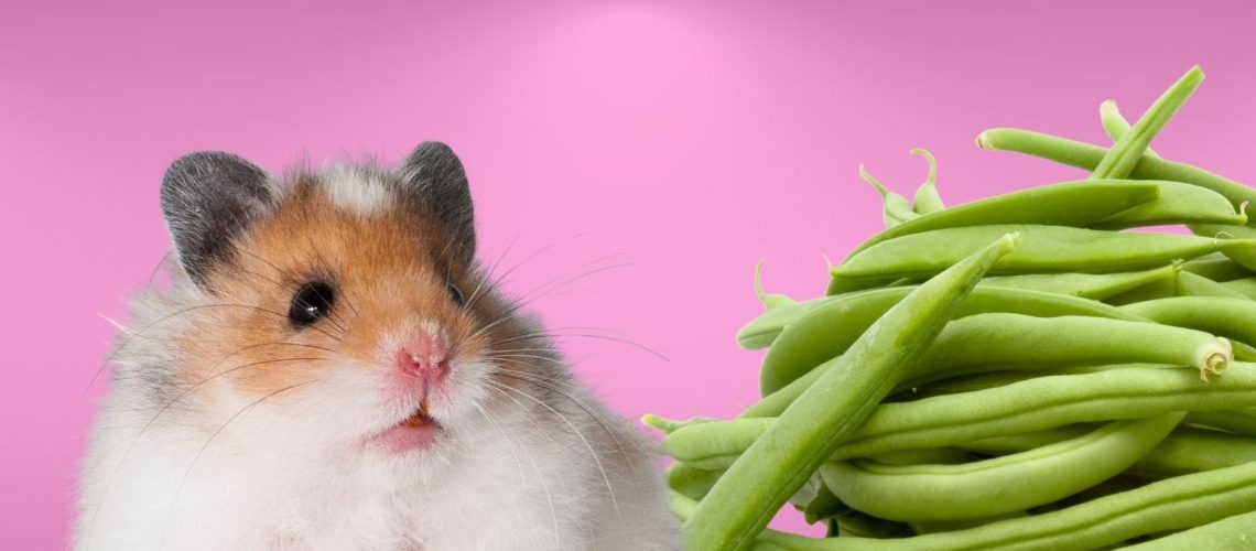 Can Hamsters Eat green beans?