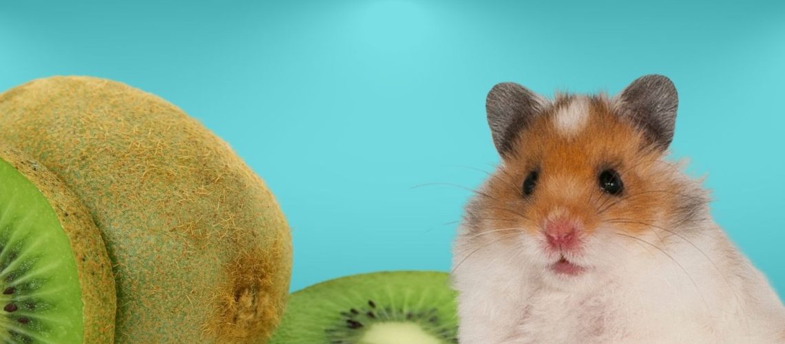 Can Hamsters Eat kiwis?
