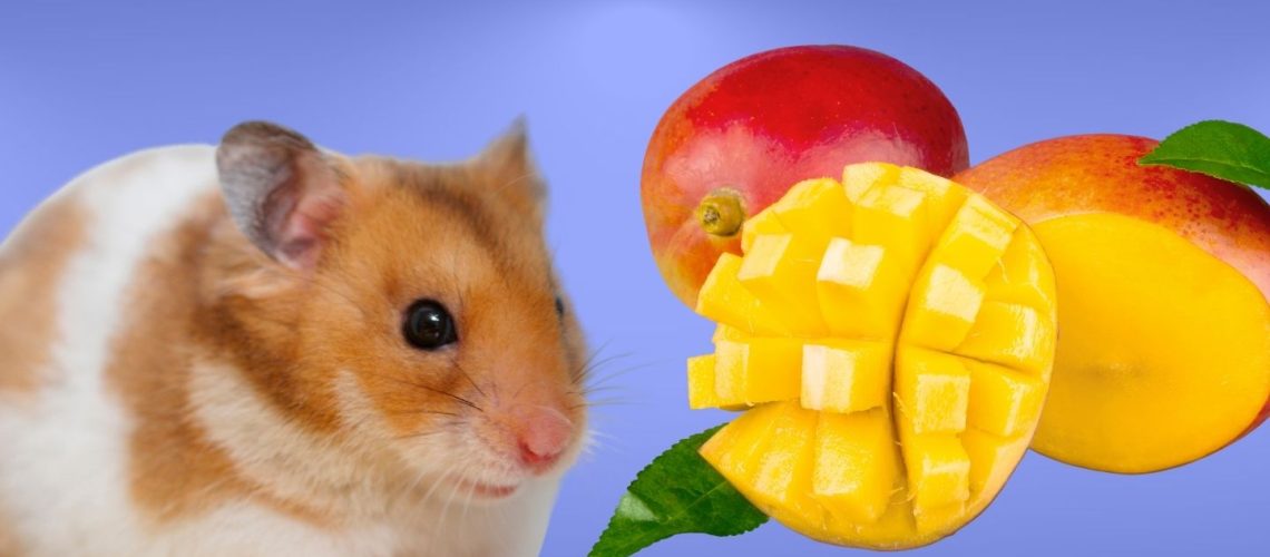 Can Hamsters Eat mango?