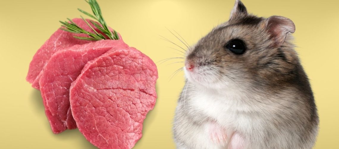 Can Hamsters Eat meat?