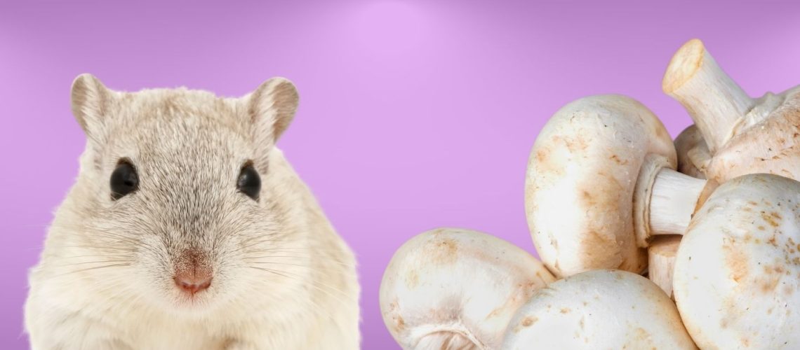 Can Hamsters Eat mushrooms?