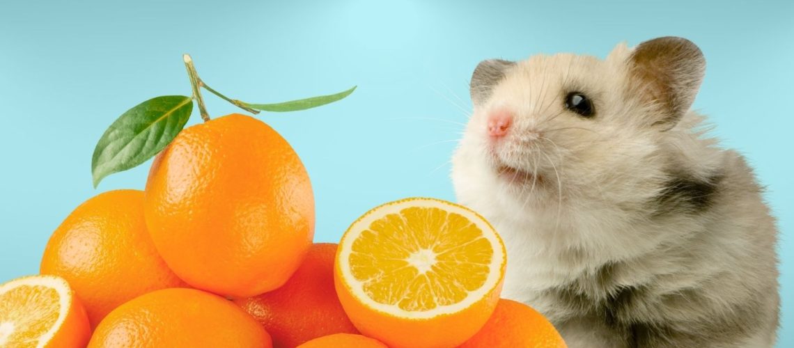 Can Hamsters Eat oranges?