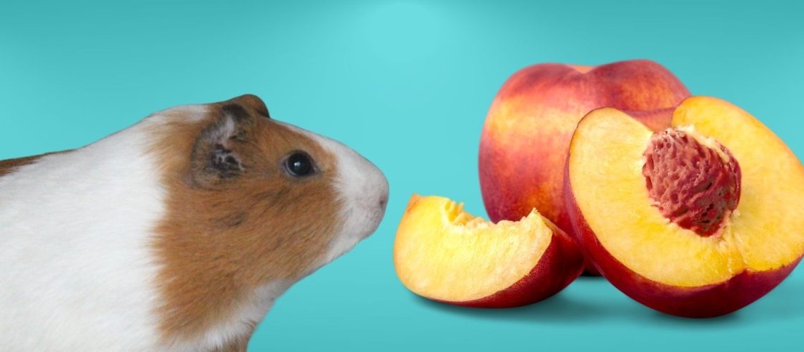 Can Hamsters Eat peaches?