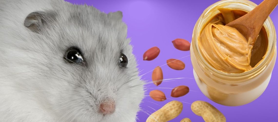 Dynamic Can Hamsters Eat Peanut Butter Wallpaper in 4K Dynamic Can Hamsters Eat Peanut Butter Wallpaper in 4K