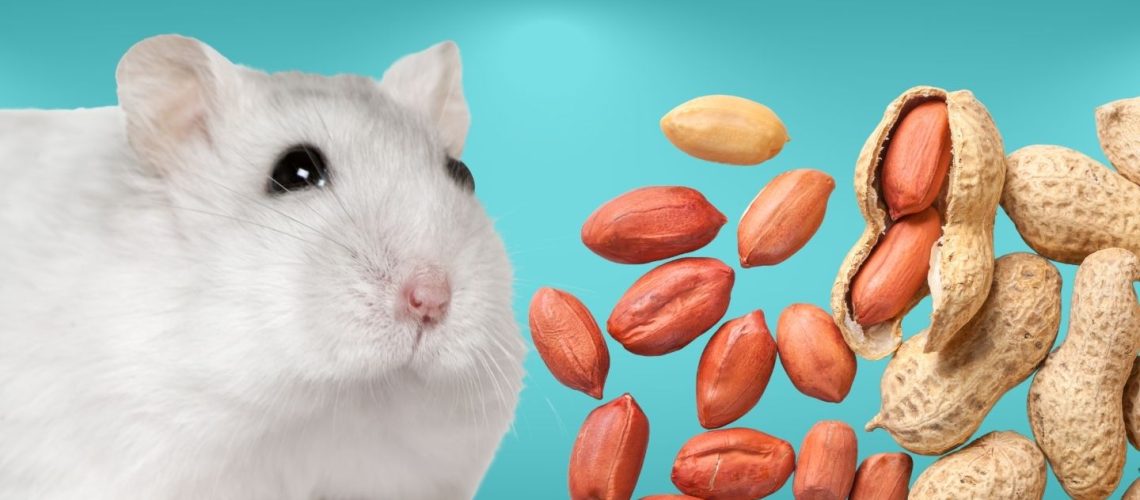 Can Hamsters Eat peanuts?