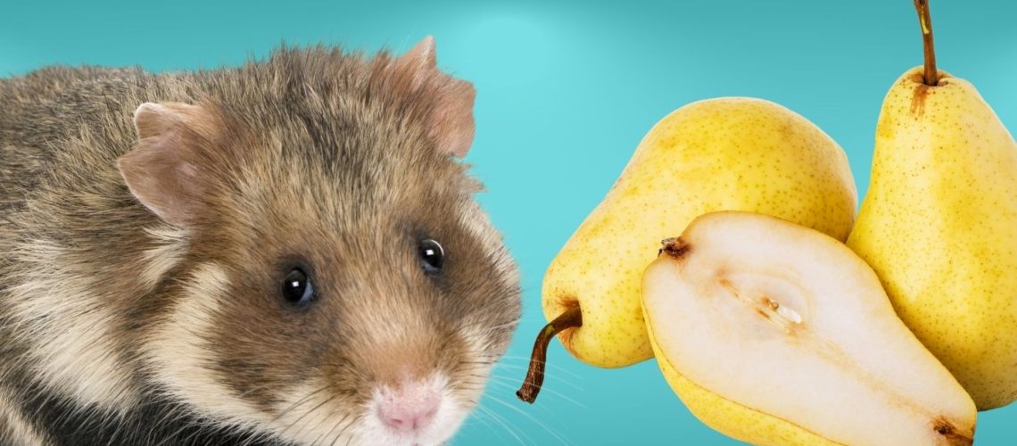 Can Hamsters Eat pears?