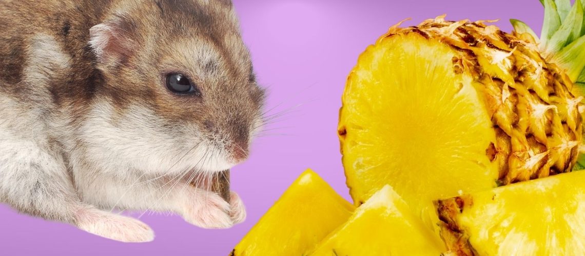 Can Hamsters Eat pineapple?