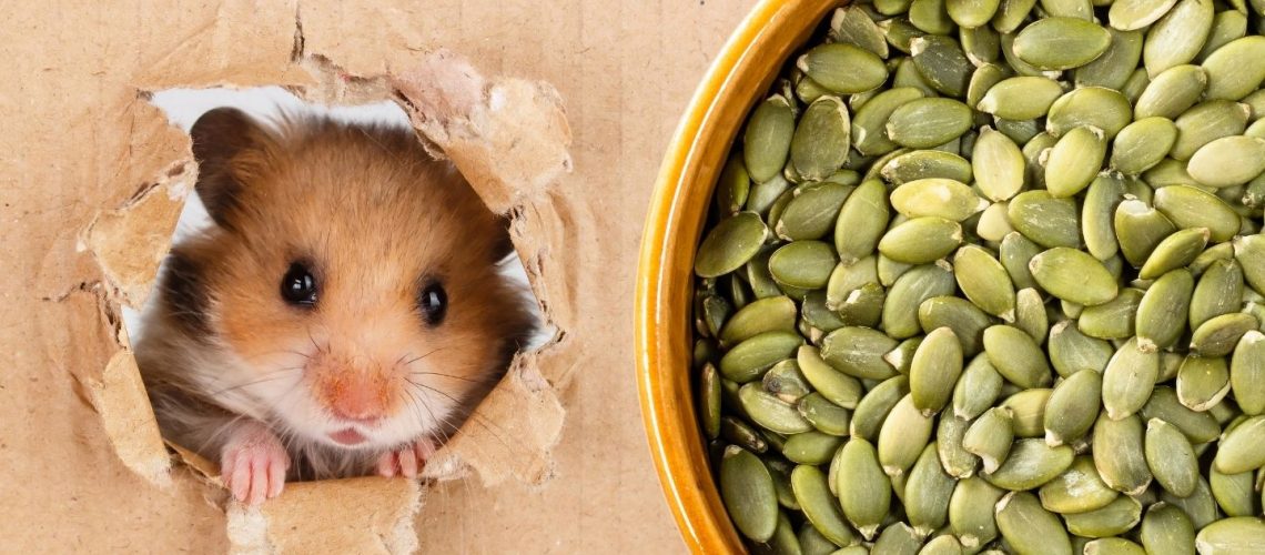 Can Hamsters Eat pumpkin seeds?