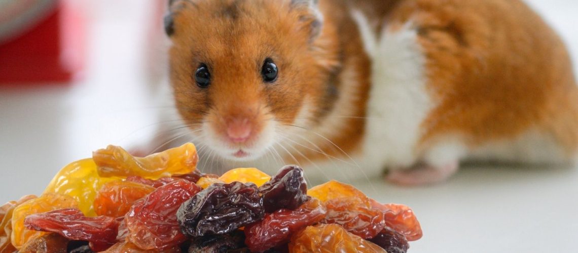 Can Hamsters Eat raisins?