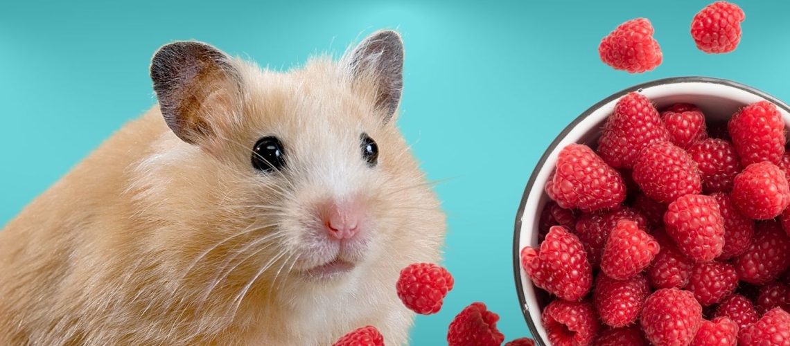 Can Hamsters Eat raspberries?