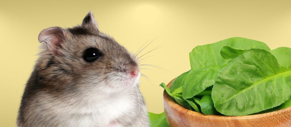 Can Hamsters Eat spinach?