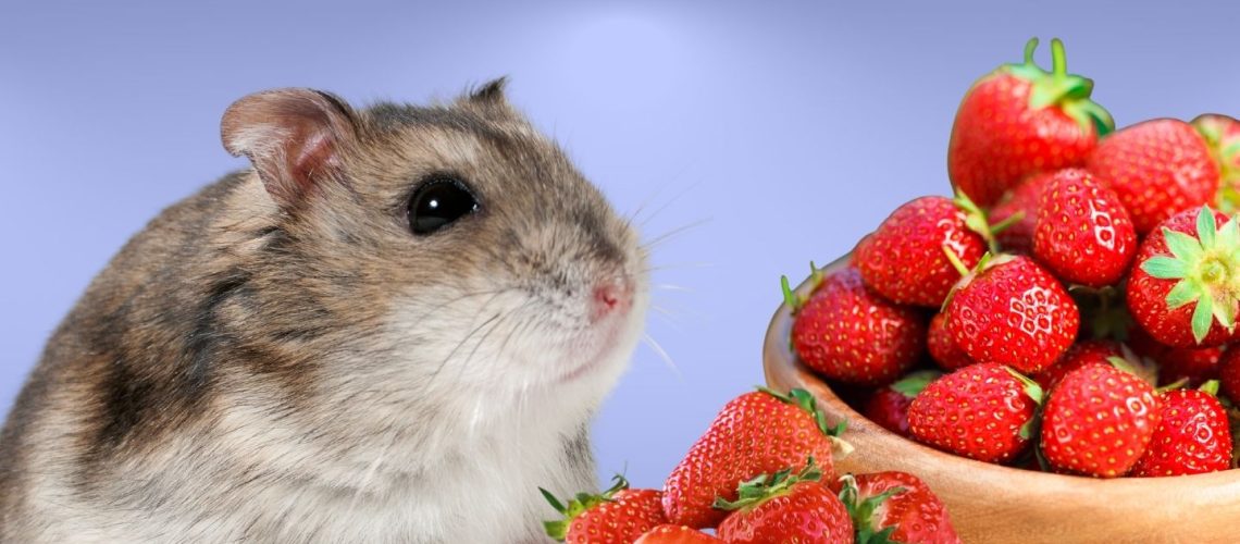 Can Hamsters Eat strawberries?