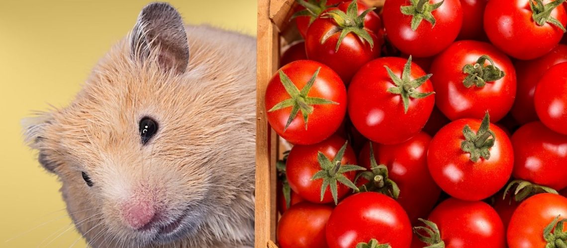 Can Hamsters Eat tomatoes?