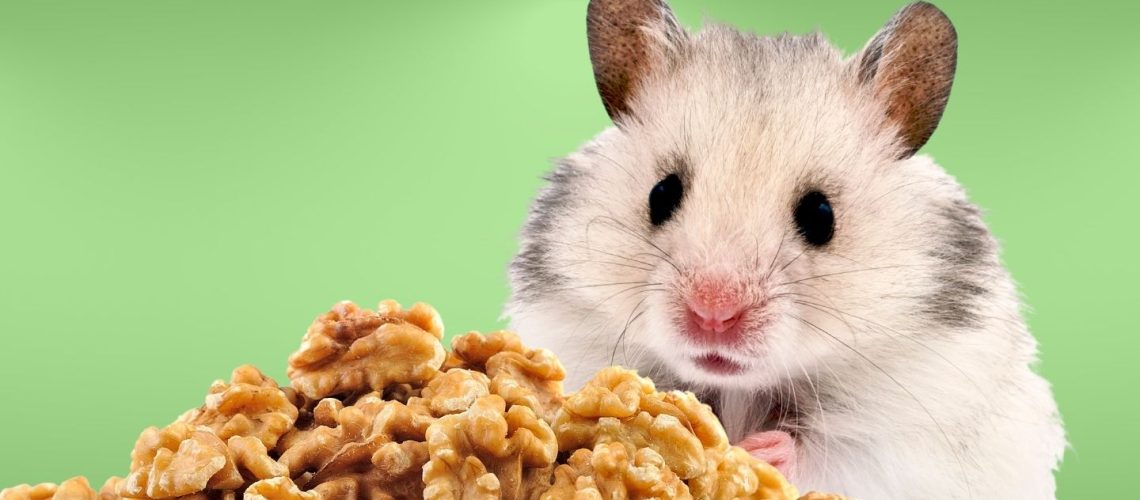 Can Hamsters Eat walnuts?