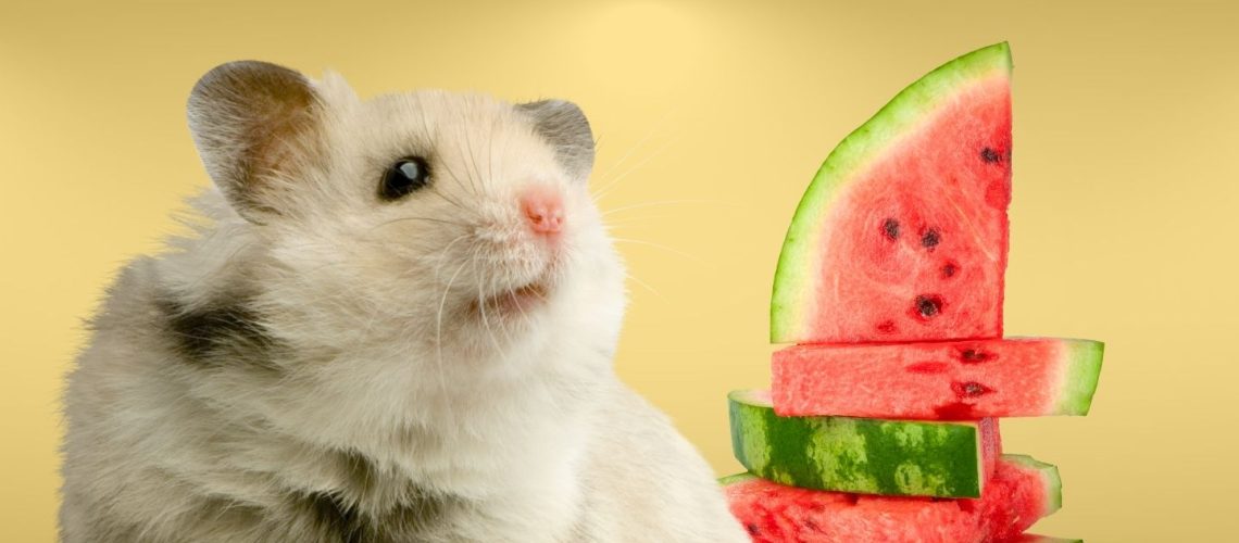 Can Hamsters Eat watermelon?