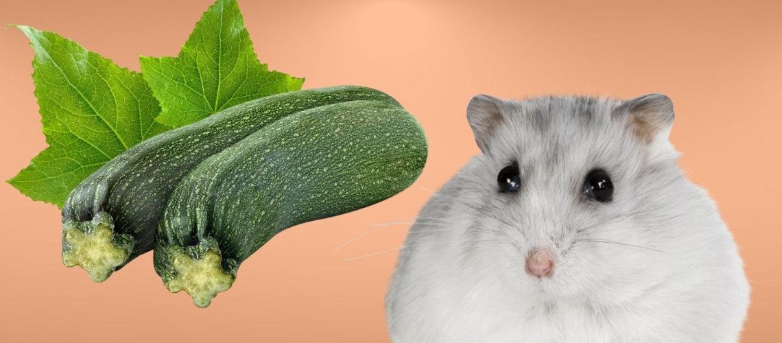 Can Hamsters Eat zucchini?