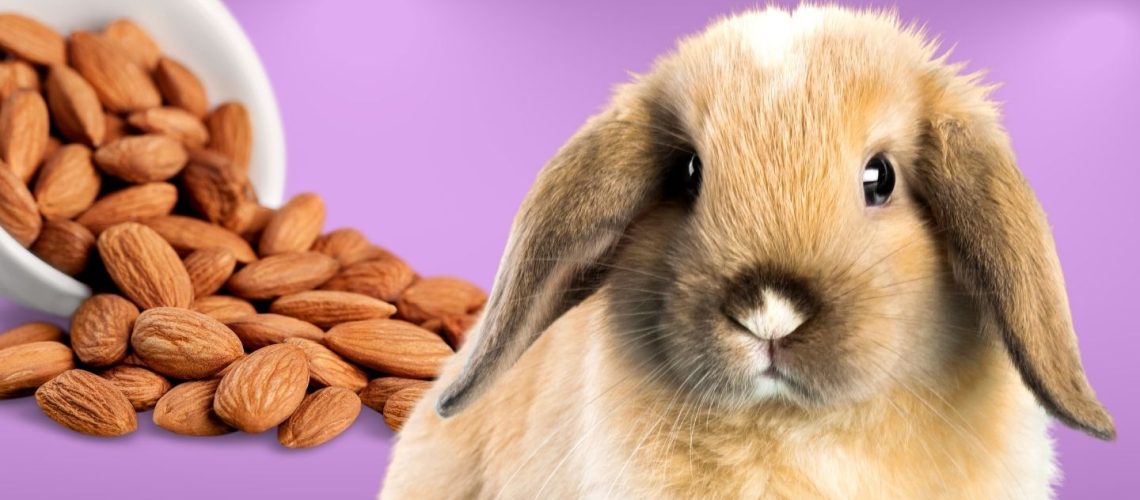 Can Rabbits Eat almonds?