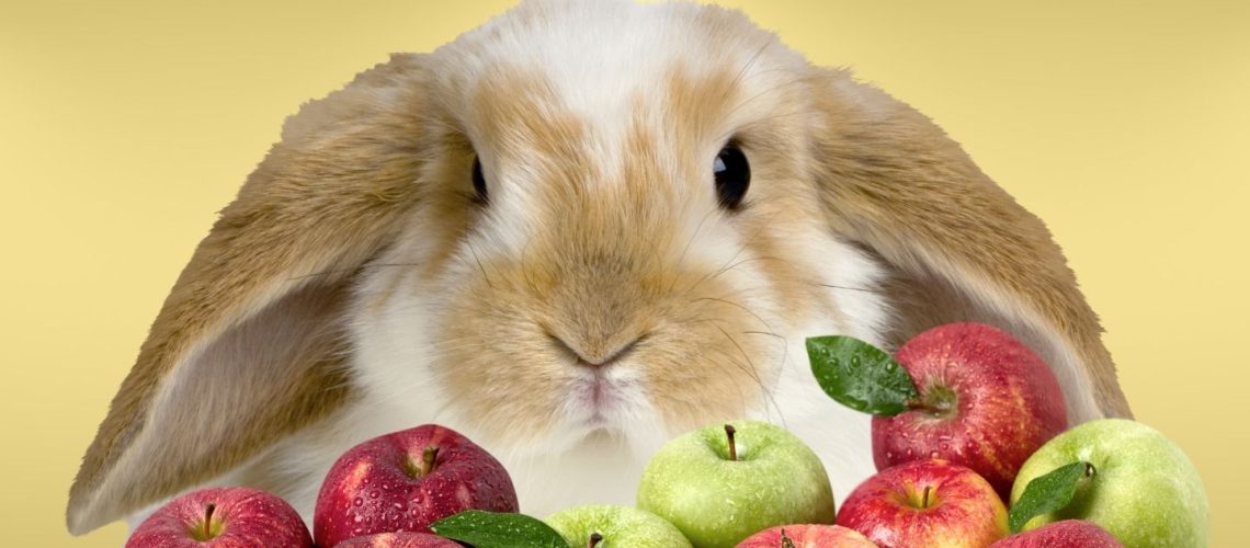 Can Rabbits Eat apples?
