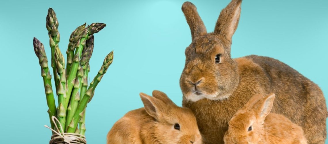 Can Rabbits Eat asparagus?