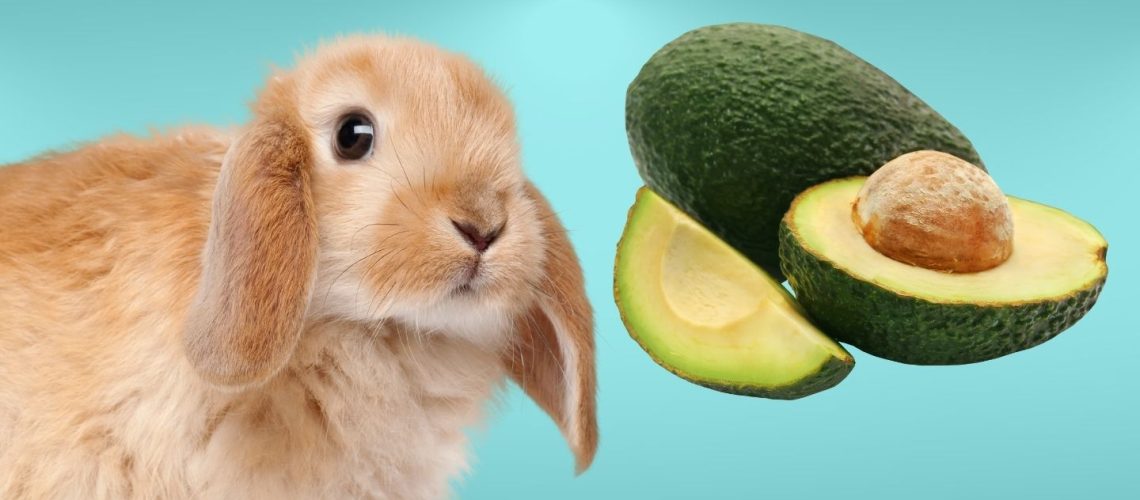 Can Rabbits Eat avocados?