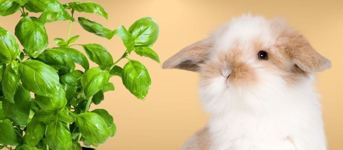 Can Rabbits Eat basil?