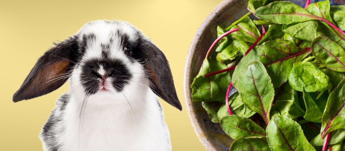 Can Rabbits Eat beet greens?